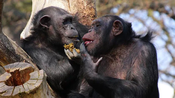 чем шимпанзе похожи на человека