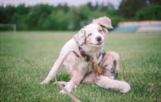 Фетиш недели: почесывающиеся собаки