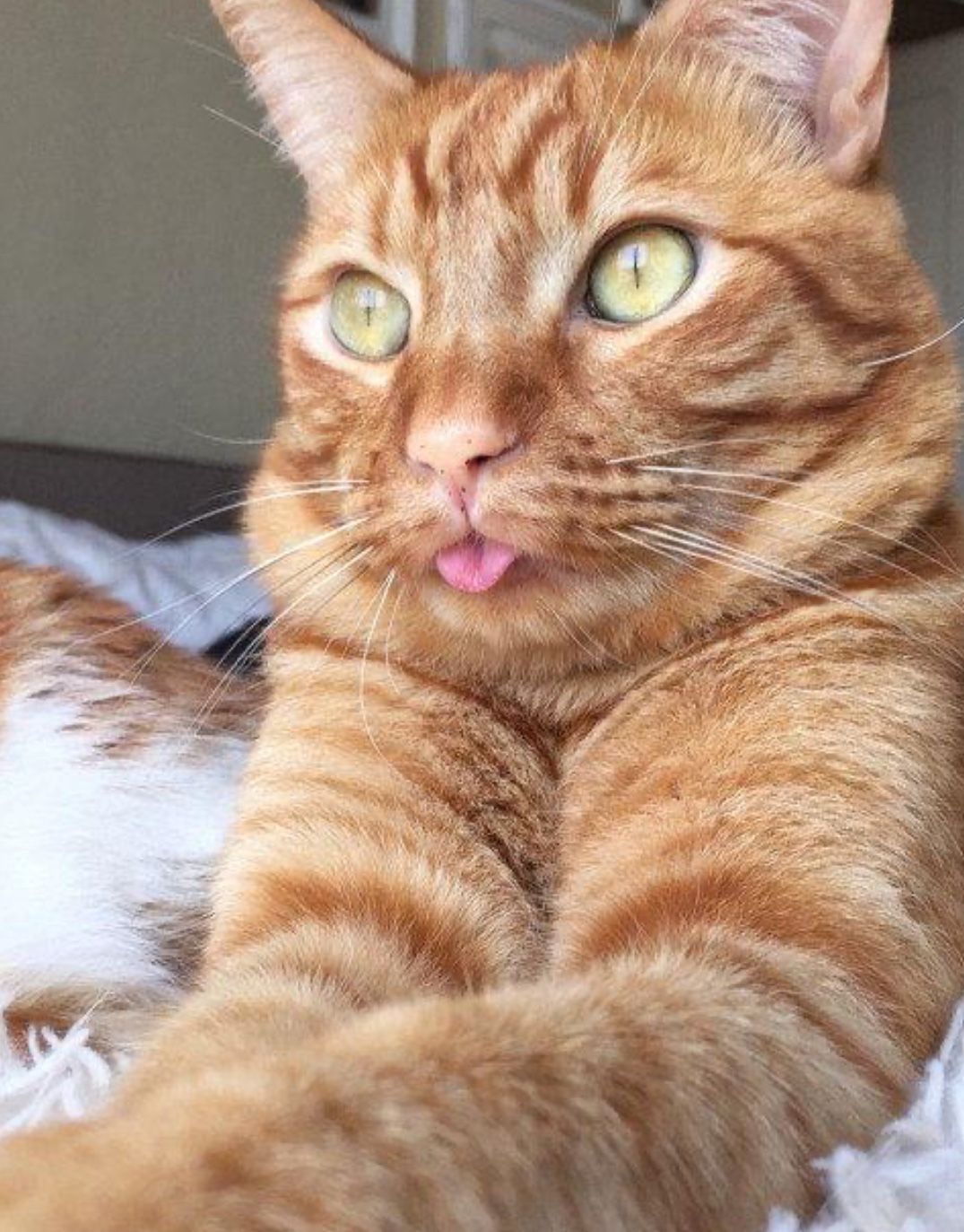 Косой котик