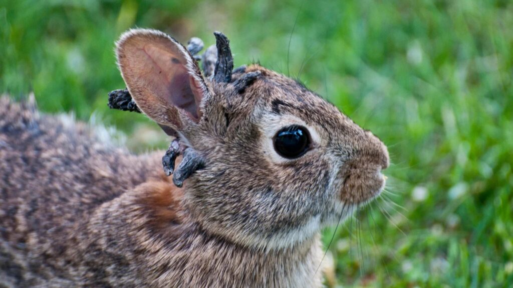 Почему у кроликов растут рога и щупальца — учёные объяснили