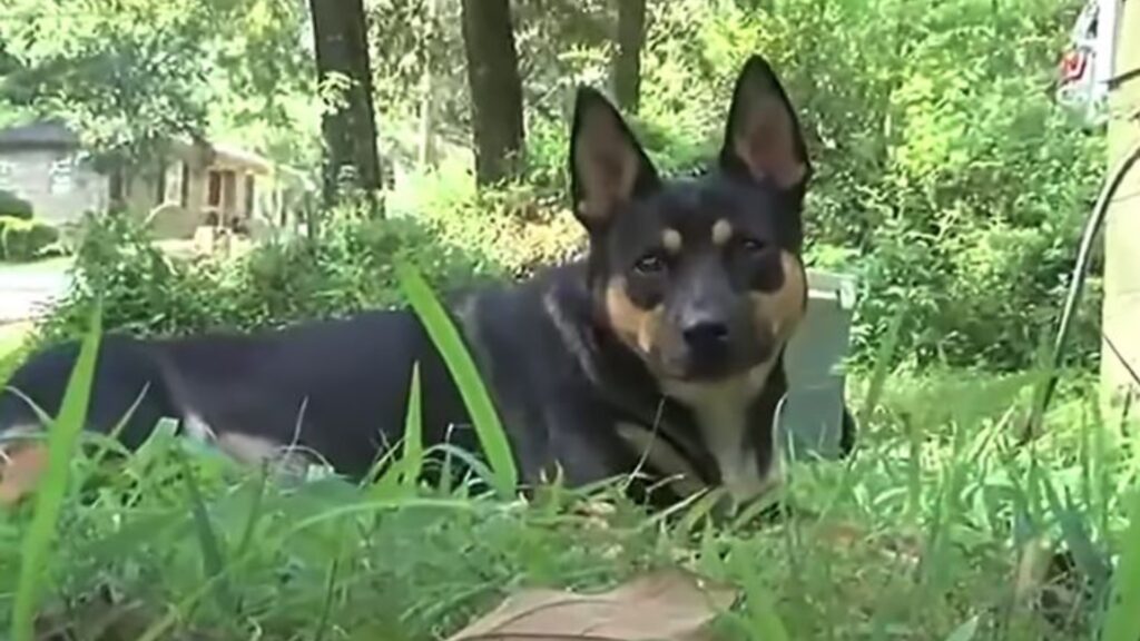 Собака в Алабаме почти год приносит человеческие кости — полиция шокирована