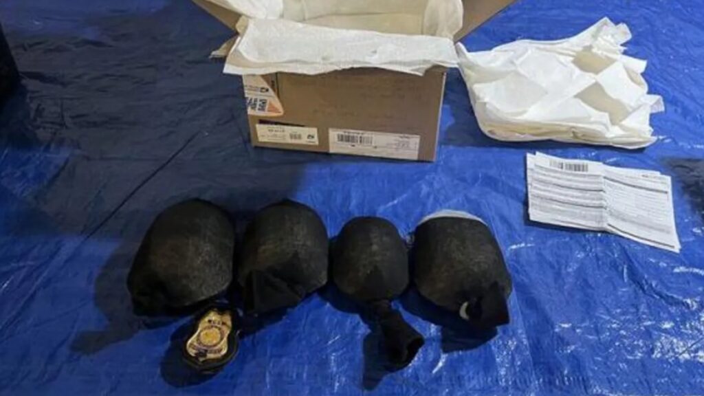 В США задержали мужчину за контрабанду 850 черепах в носках