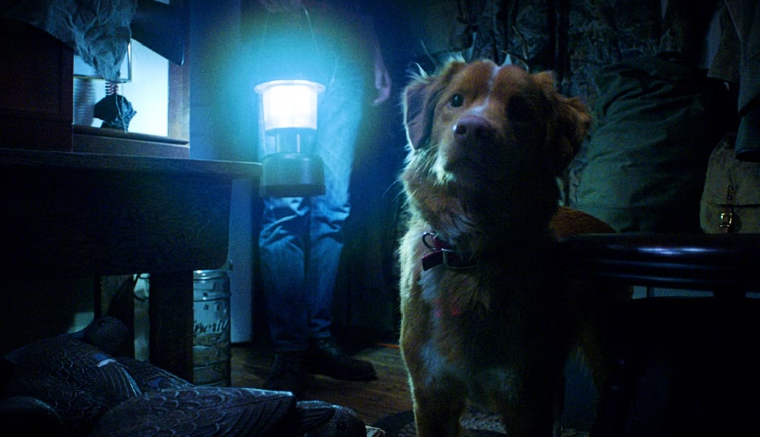 глазами пса фильм