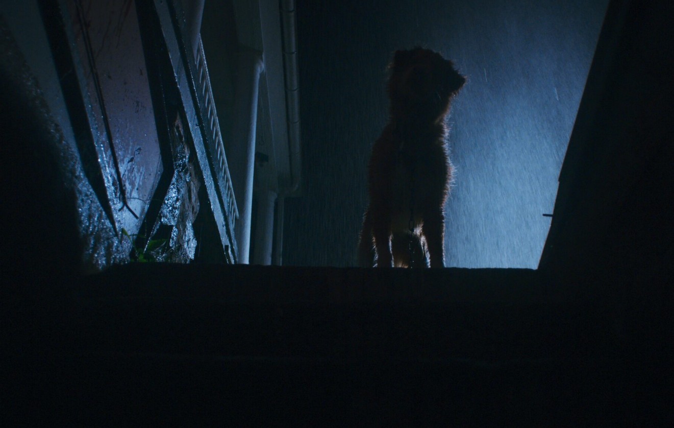 глазами пса фильм