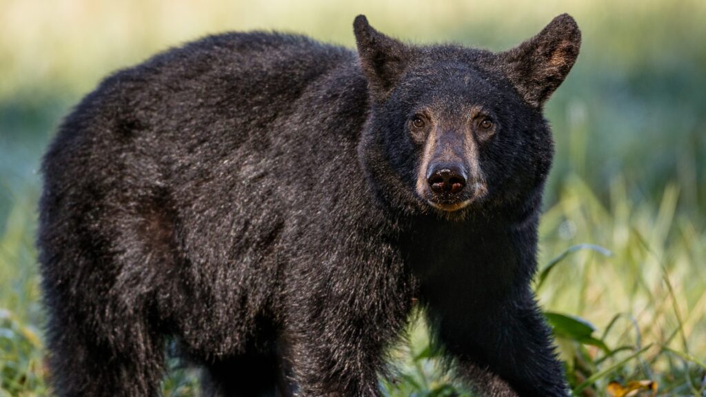 Миссури: мужчина отправил фото медведя семье и погиб в лесу