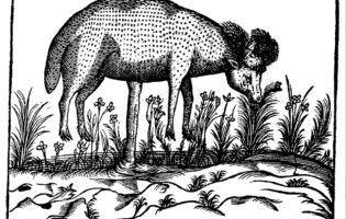 Agnus vegetabilis — откуда появился «растительный ягненок из Тартарии»