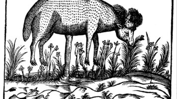 Agnus vegetabilis — откуда появился «растительный ягненок из Тартарии»