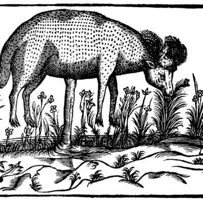 Agnus vegetabilis — откуда появился «растительный ягненок из Тартарии»