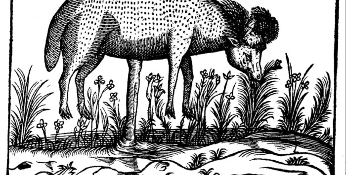 Agnus vegetabilis — откуда появился «растительный ягненок из Тартарии»