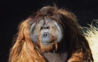 Так себе история Кеннета Аллена — свободолюбивого орангутана-побегушника