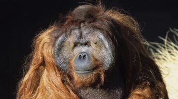 Так себе история Кеннета Аллена — свободолюбивого орангутана-побегушника