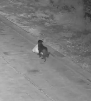 Понедельник начинается с дичи! Внимание: собачка выносит мусор