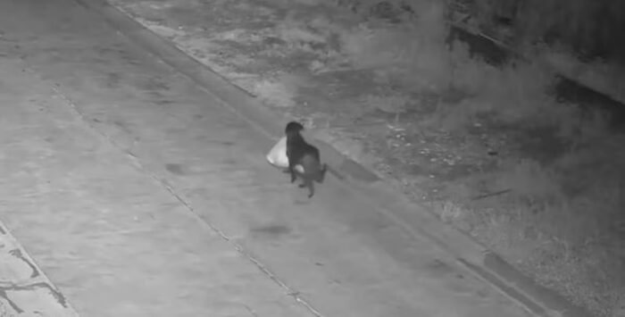 Понедельник начинается с дичи! Внимание: собачка выносит мусор