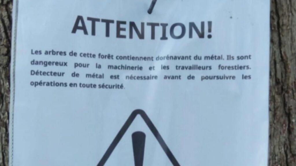 Предупреждение от «Робин Гудов переулков» ою опасности вырубки деревьев