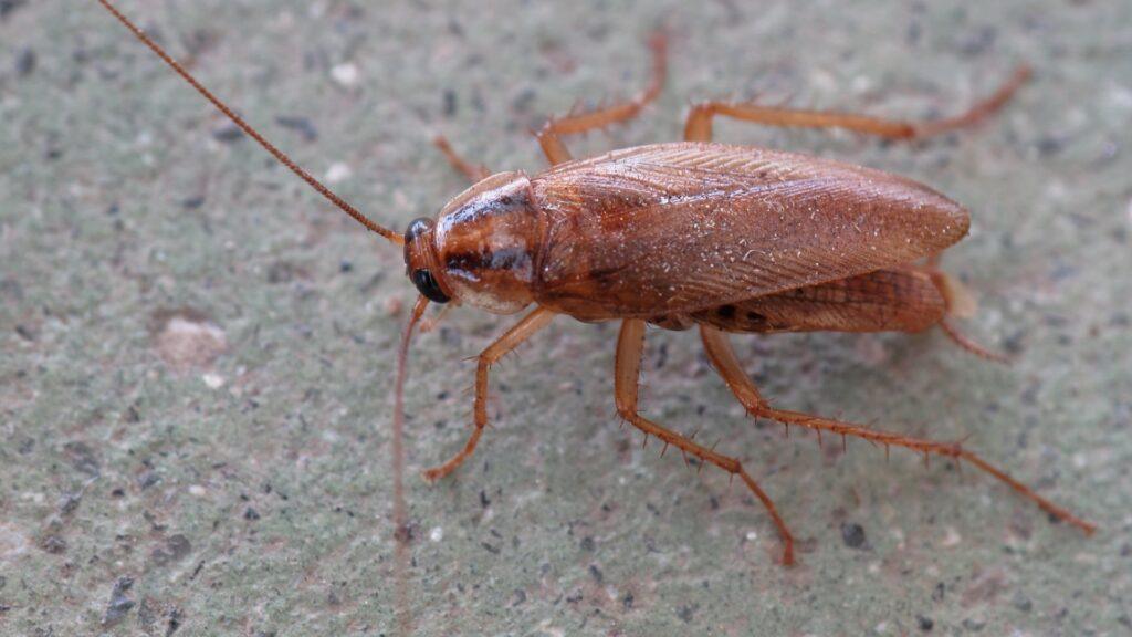 Прусак таракан