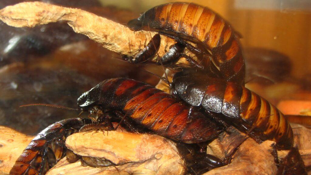 Тараканы в природе — роль тараканов в экосистеме