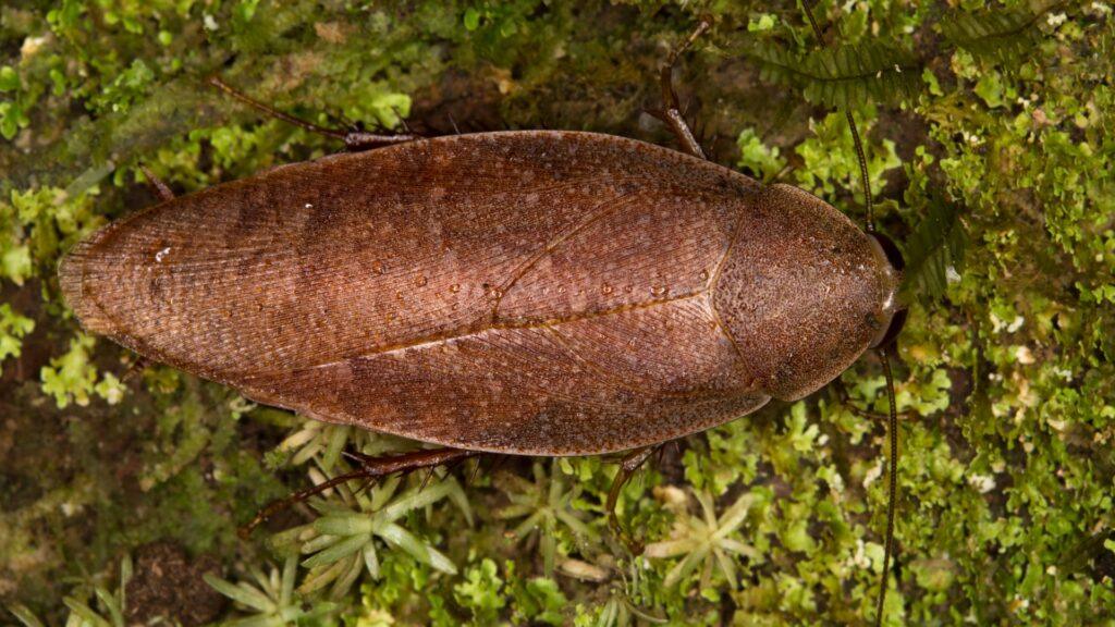 Сколько живёт таракан без головы — чем полезны тараканы