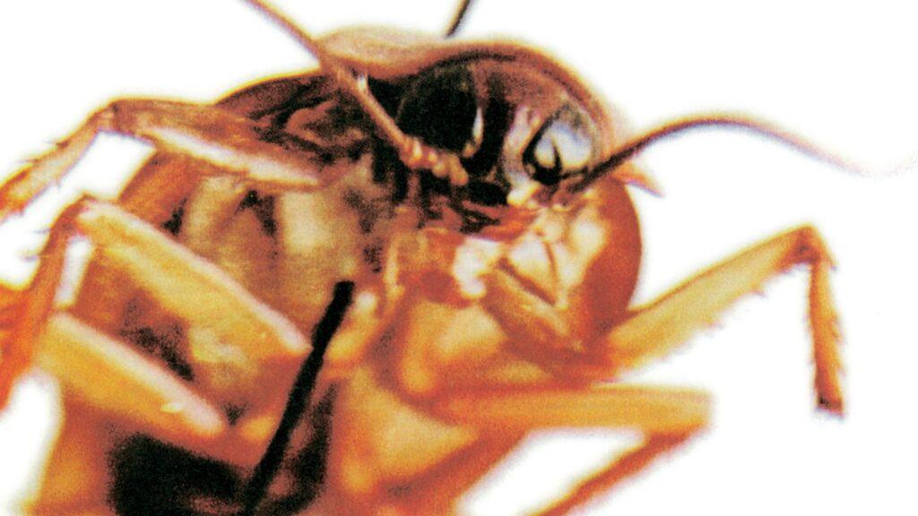 Факты о тараканах