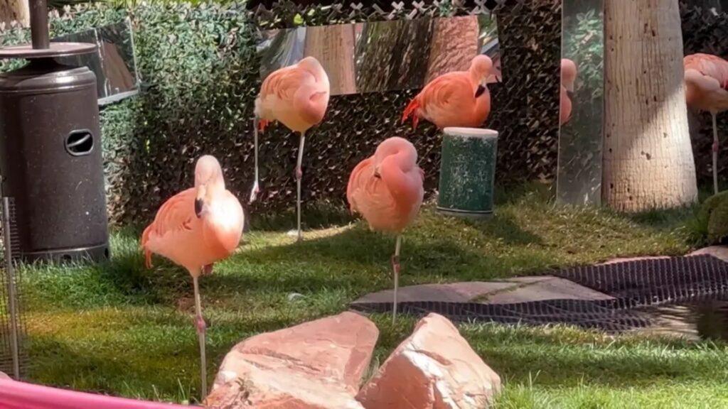Турист украл фламинго из отеля Flamingo в Лас-Вегасе — канадец вынес птицу Пич и причинил ей вред

