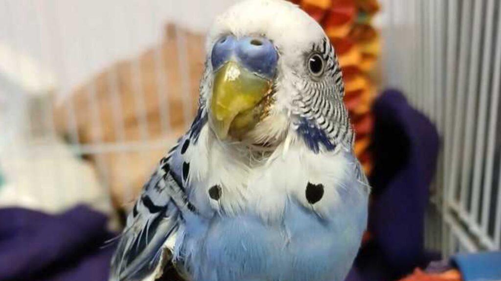 Понедельник начинается с дичи!Мужчина в баре с попугаем в кармане: жителя Пенсильвании обвиняют в жестоком обращении с животным — он хвастался, что кормит попугая пивом и травой ежедневно
