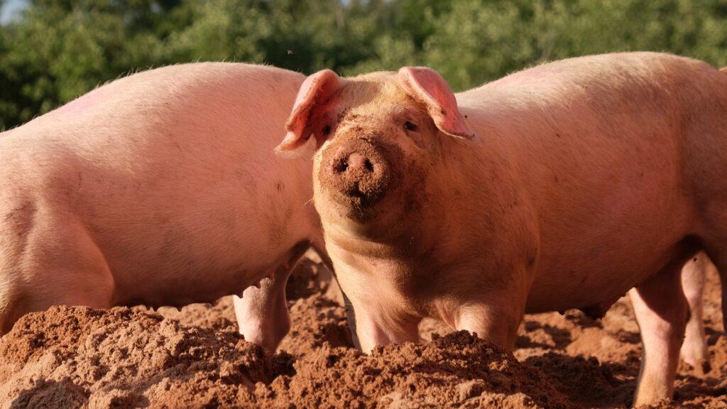 Глазные капли на основе экзосом из семенной жидкости свиней для лечения рака глаза — исследование Шэньянского фармацевтического университета