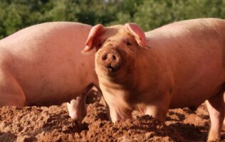 Понедельник начинается с дичи! Глазные капли из семени свиней