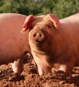 Понедельник начинается с дичи! Глазные капли из семени свиней