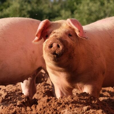 Понедельник начинается с дичи! Глазные капли из семени свиней