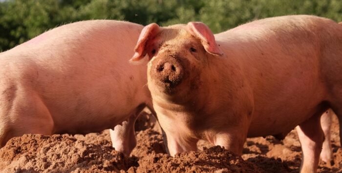 Понедельник начинается с дичи! Глазные капли из семени свиней