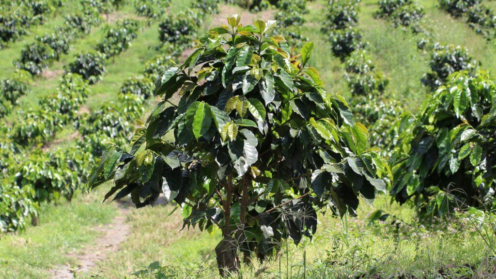 Кофейное дерево арабика — День благодарности растениям