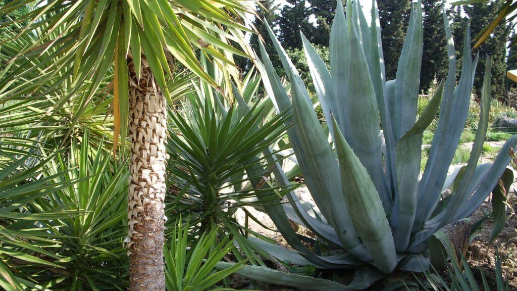 Голубая агава в мексиканской пустыне — основа текилы