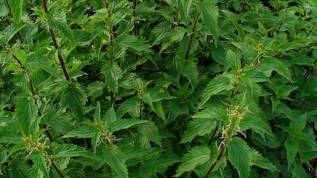 Крапива польза для здоровья — польза и жгучая сила