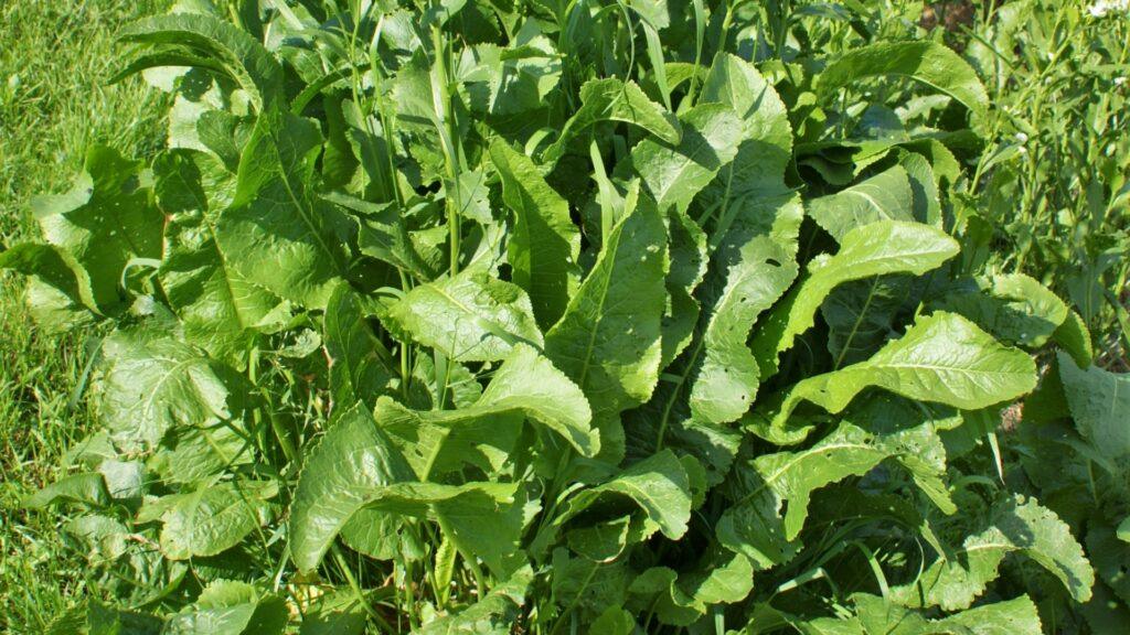 Тёртый хрен с корнем — острая русская приправа к холодцу, мужской блог юмор природа