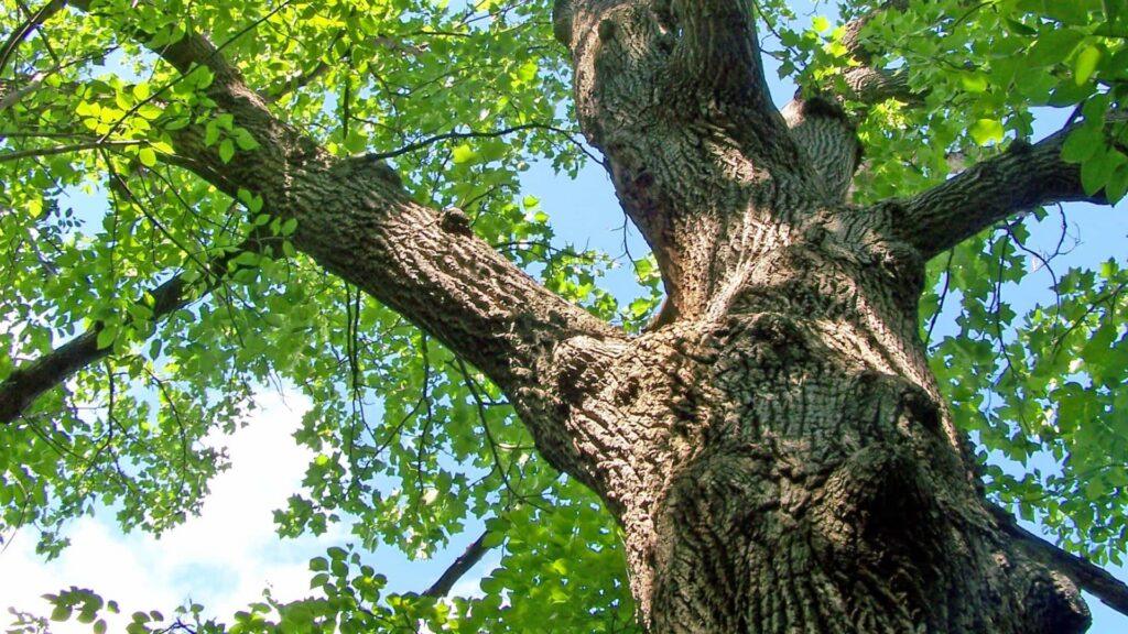 Могучие дубы во дворе, зелёные братья — символ детства и свободы