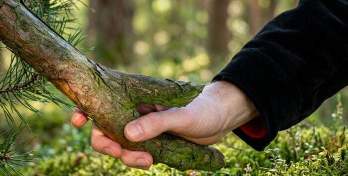 Зелёные братья: 5 растений, которым должен сказать спасибо каждый мужик