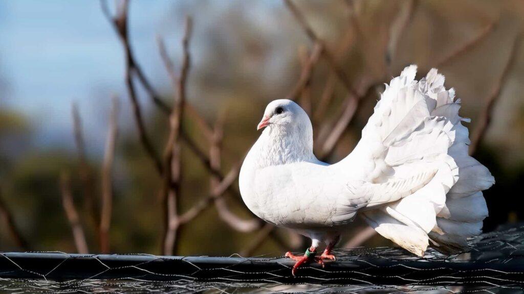 Понедельник начинается с дичи! Пасхальный ритуал Салубонг в Малабоне, Филиппины: живой белый голубь привязан проволокой к деревянному шесту с воздушными шарами