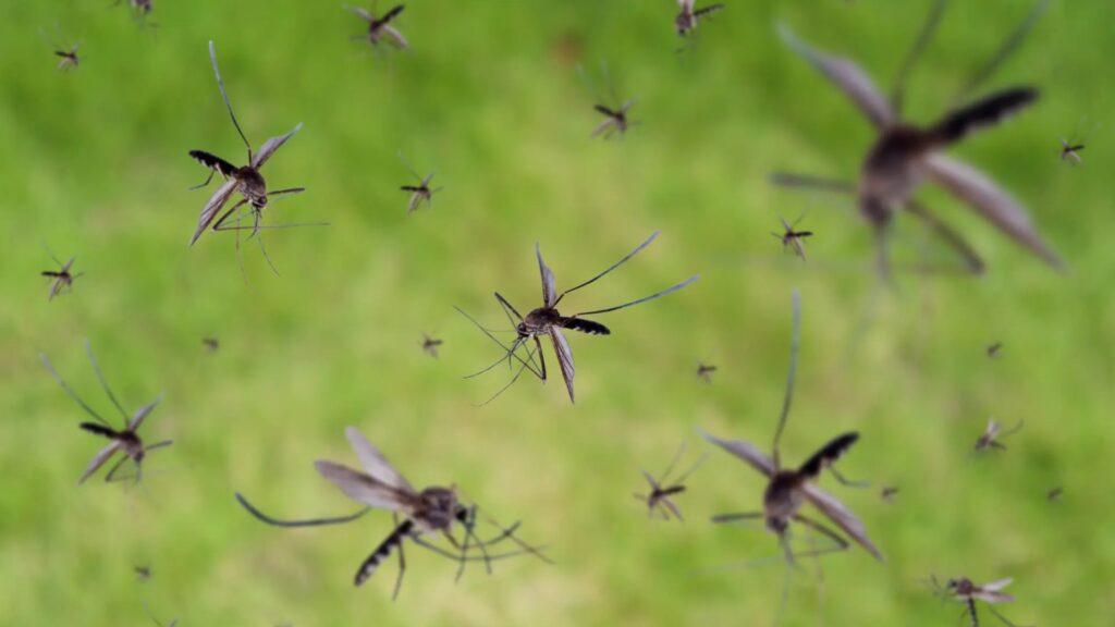 Google Debug: комар крупным планом — компания планирует выпустить миллионы комаров в Калифорнии для борьбы с болезнями, включая вирус Западного Нила и Зика